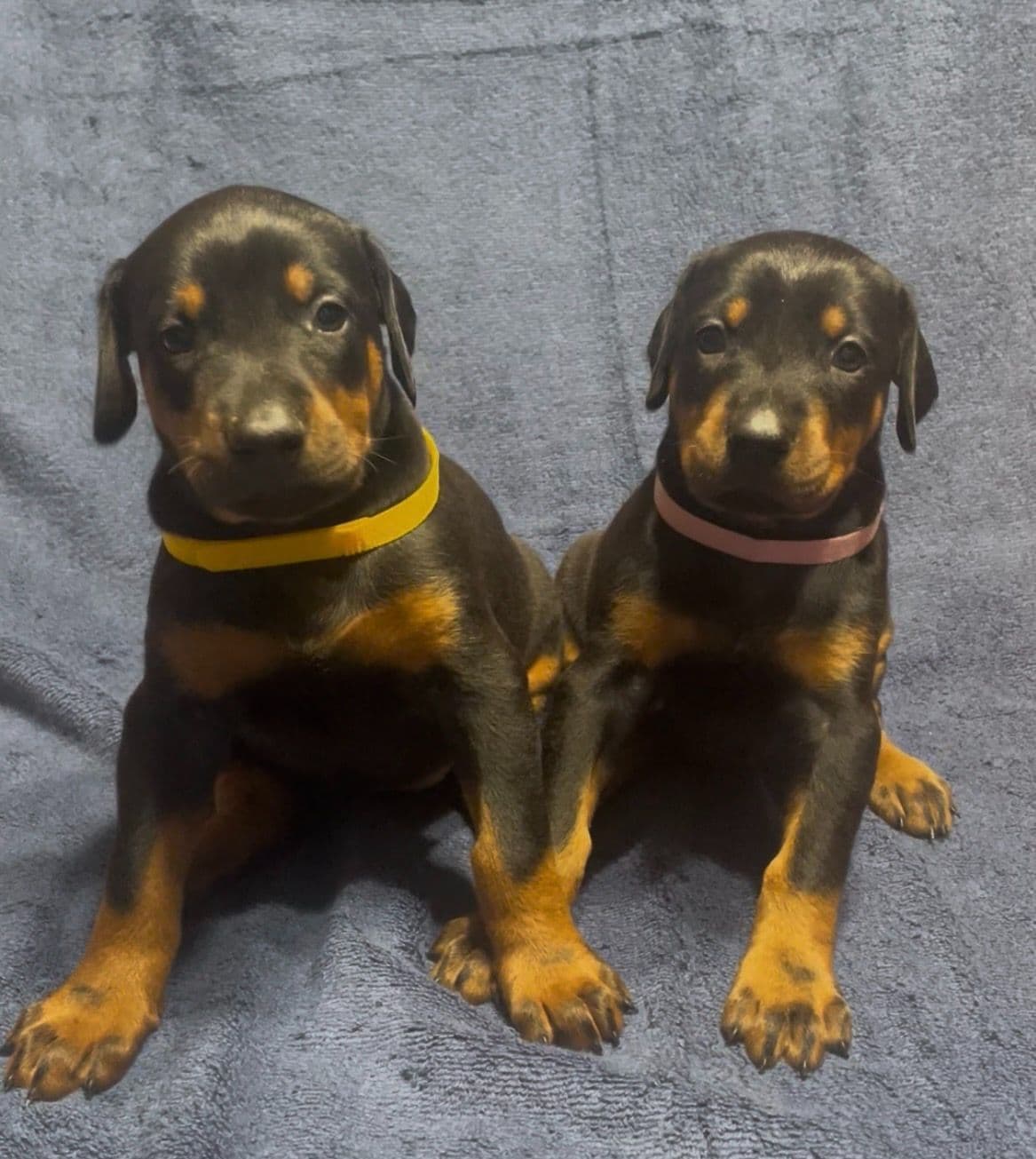 Doberman Pinscher Puppies breeder image 3