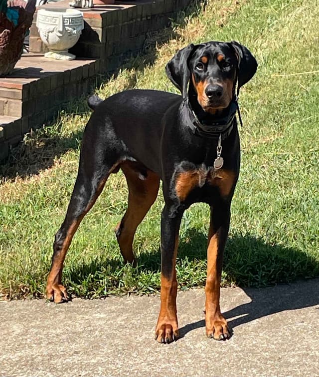 Doberman Pinscher Puppies media 12