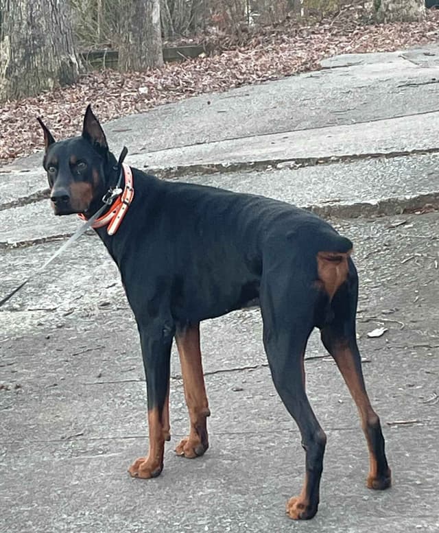 Doberman Pinscher Puppies media 13