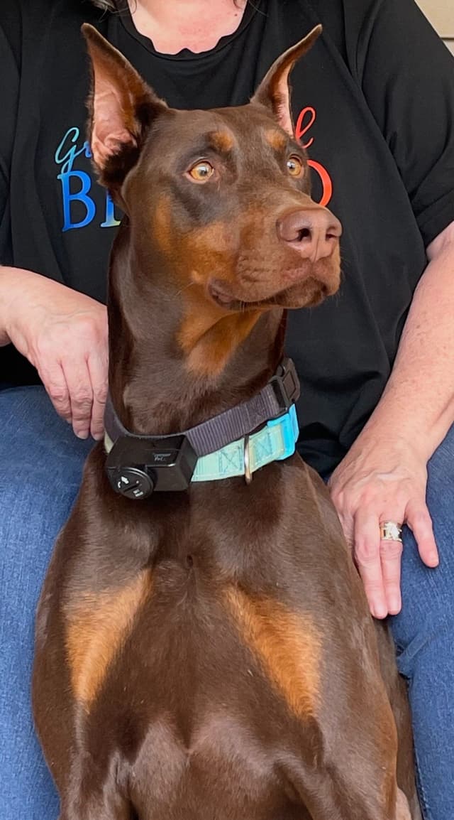 Doberman Pinscher Puppies media 11