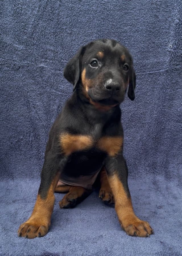 Doberman Pinscher Puppies media 23
