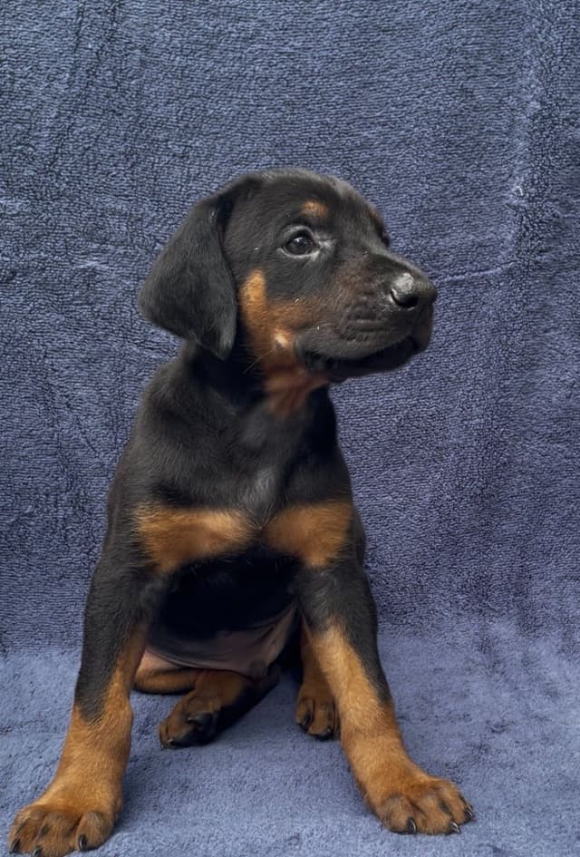 Doberman Pinscher Puppies media 25