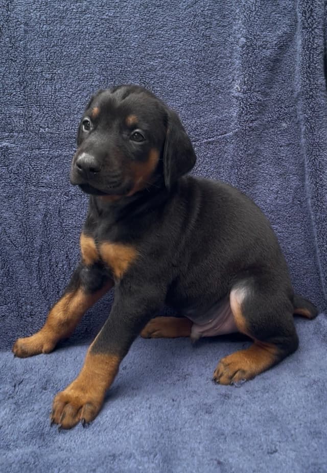 Doberman Pinscher Puppies media 24