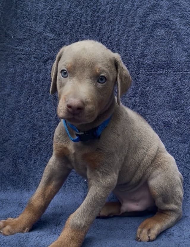Doberman Pinscher Puppies media 10
