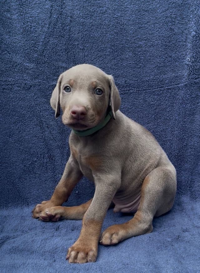 Doberman Pinscher Puppies media 19