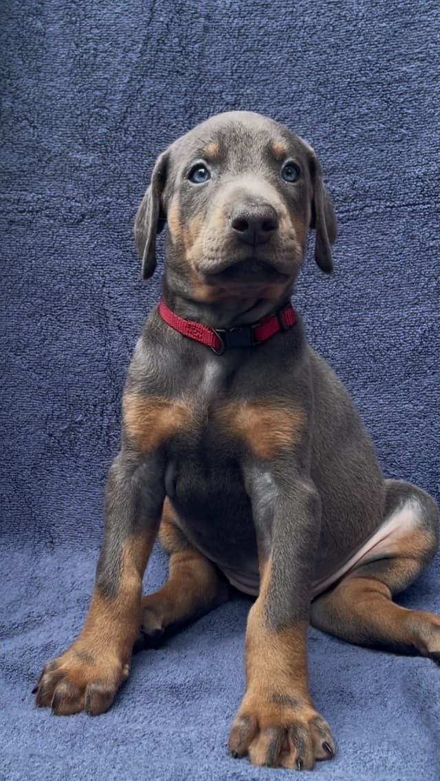 Doberman Pinscher Puppies media 20