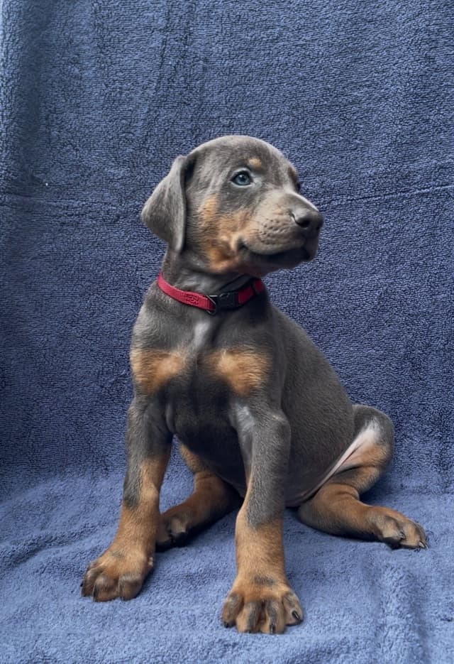 Doberman Pinscher Puppies media 8