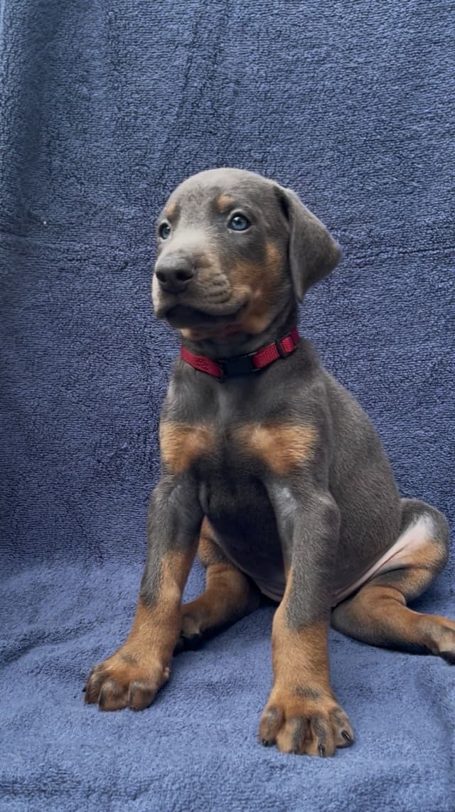 Doberman Pinscher Puppies media 21