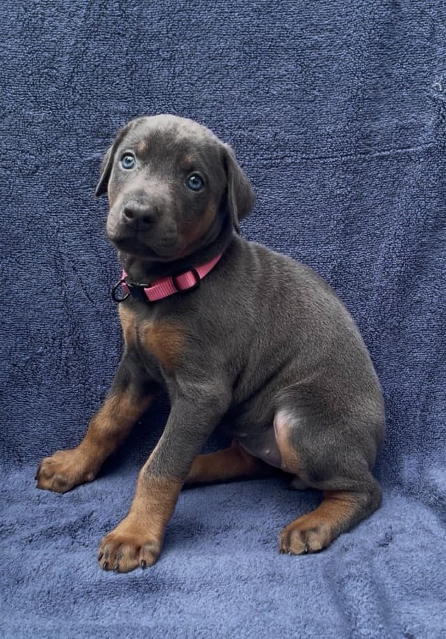 Doberman Pinscher Puppies media 9