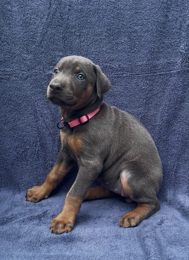 Doberman Pinscher Puppies media 22
