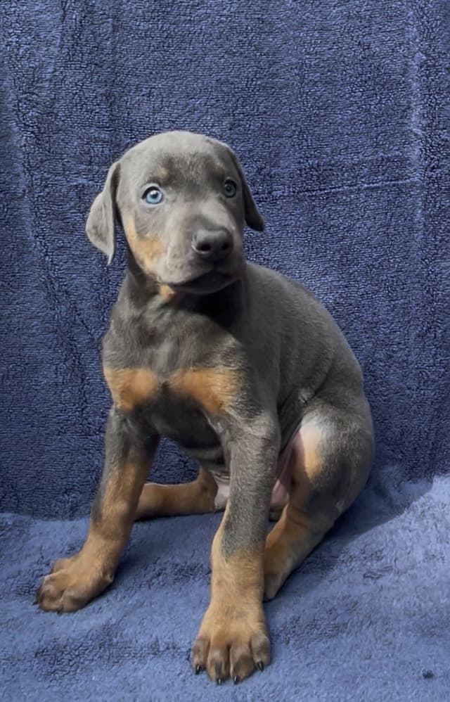Doberman Pinscher Puppies media 4