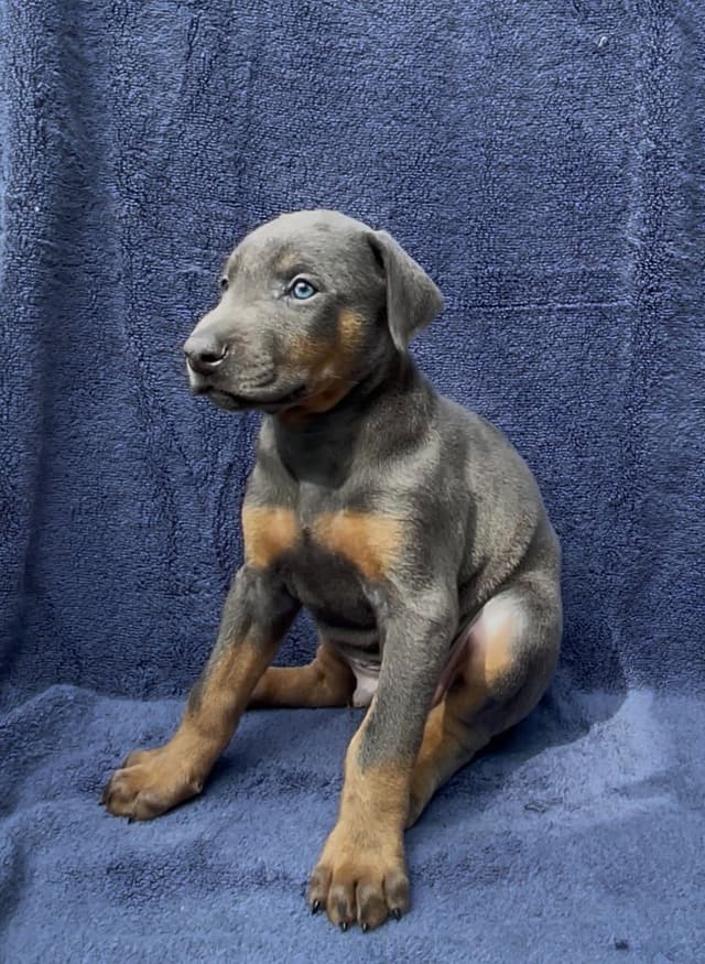 Doberman Pinscher Puppies media 5