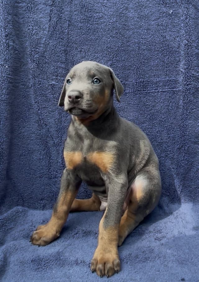 Doberman Pinscher Puppies media 6