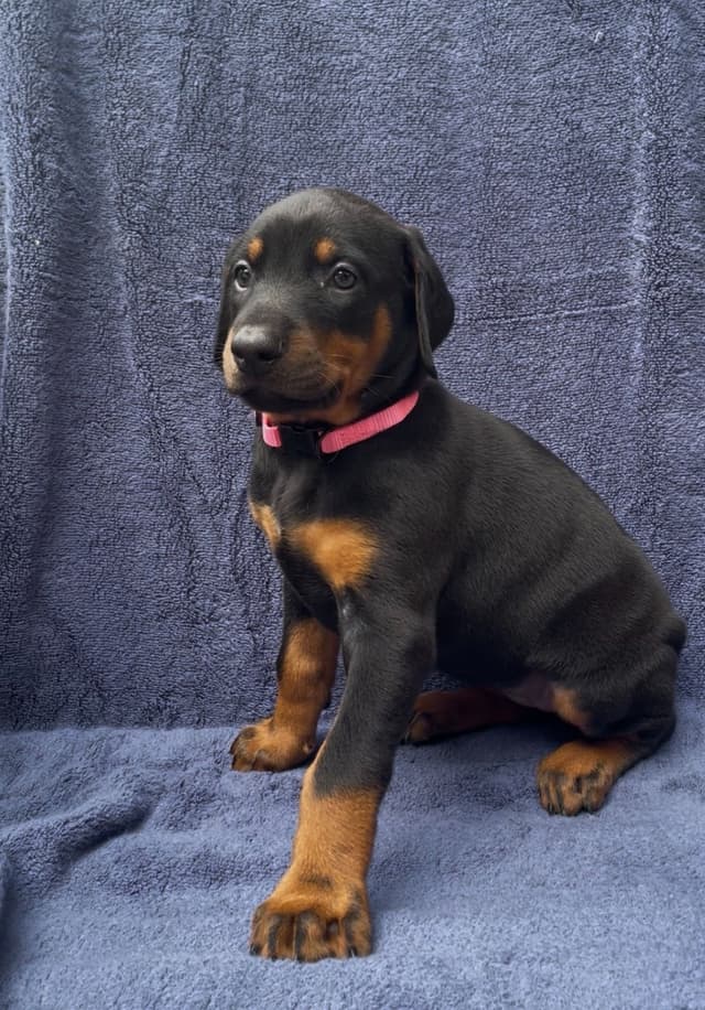 Doberman Pinscher Puppies media 18