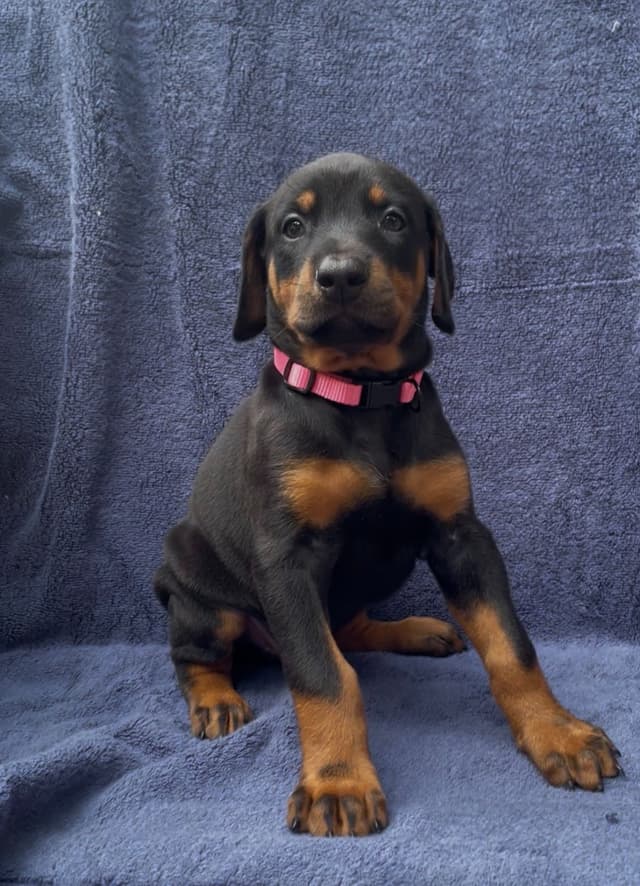 Doberman Pinscher Puppies media 7