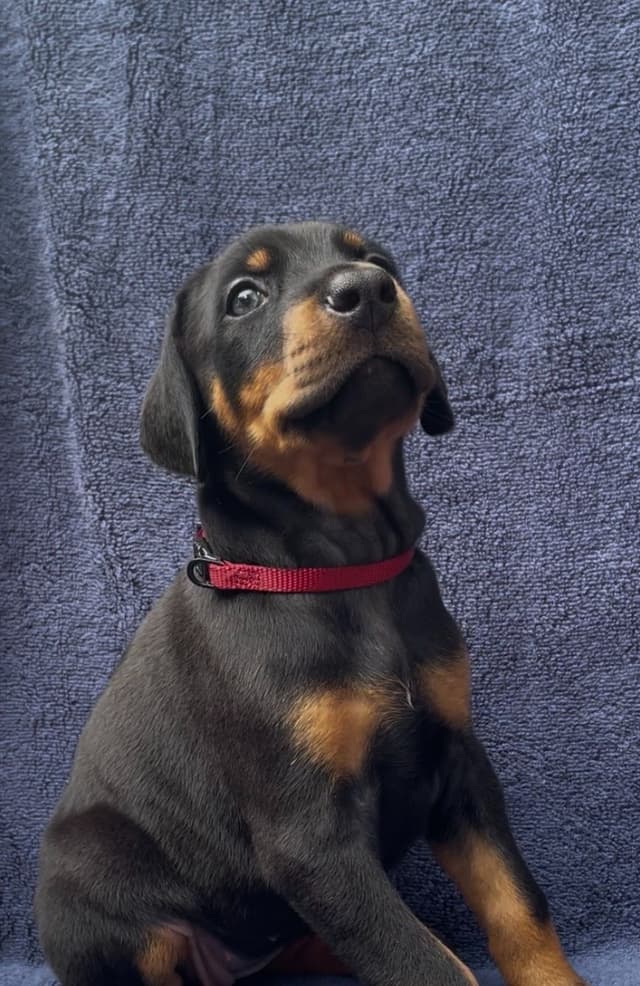 Doberman Pinscher Puppies media 3