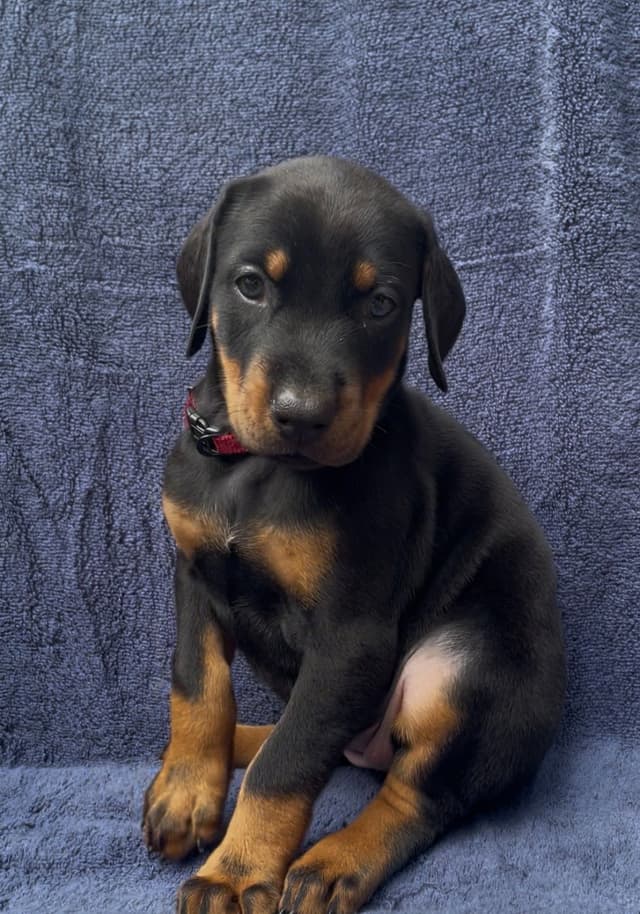 Doberman Pinscher Puppies media 2