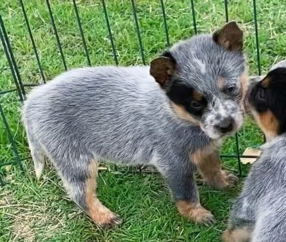 Quality Welsh Corgi Puppies breeder image 3