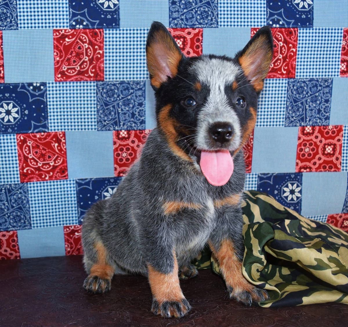 Quality Welsh Corgi Puppies breeder image 5