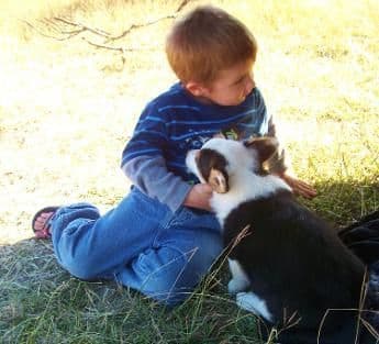 Quality Welsh Corgi Puppies media 2