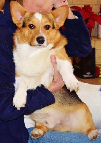 Quality Welsh Corgi Puppies media 3