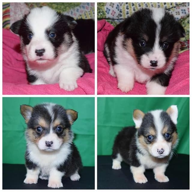 Quality Welsh Corgi Puppies media 4