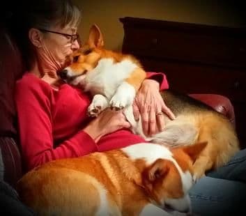 Quality Welsh Corgi Puppies media 6