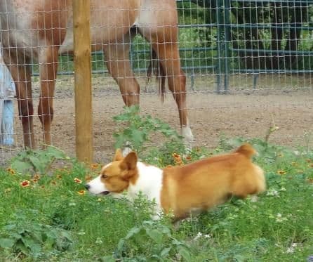 Quality Welsh Corgi Puppies media 7
