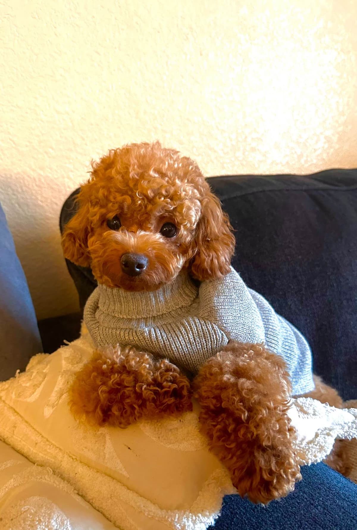 Toy Poodle Puppies breeder image 1