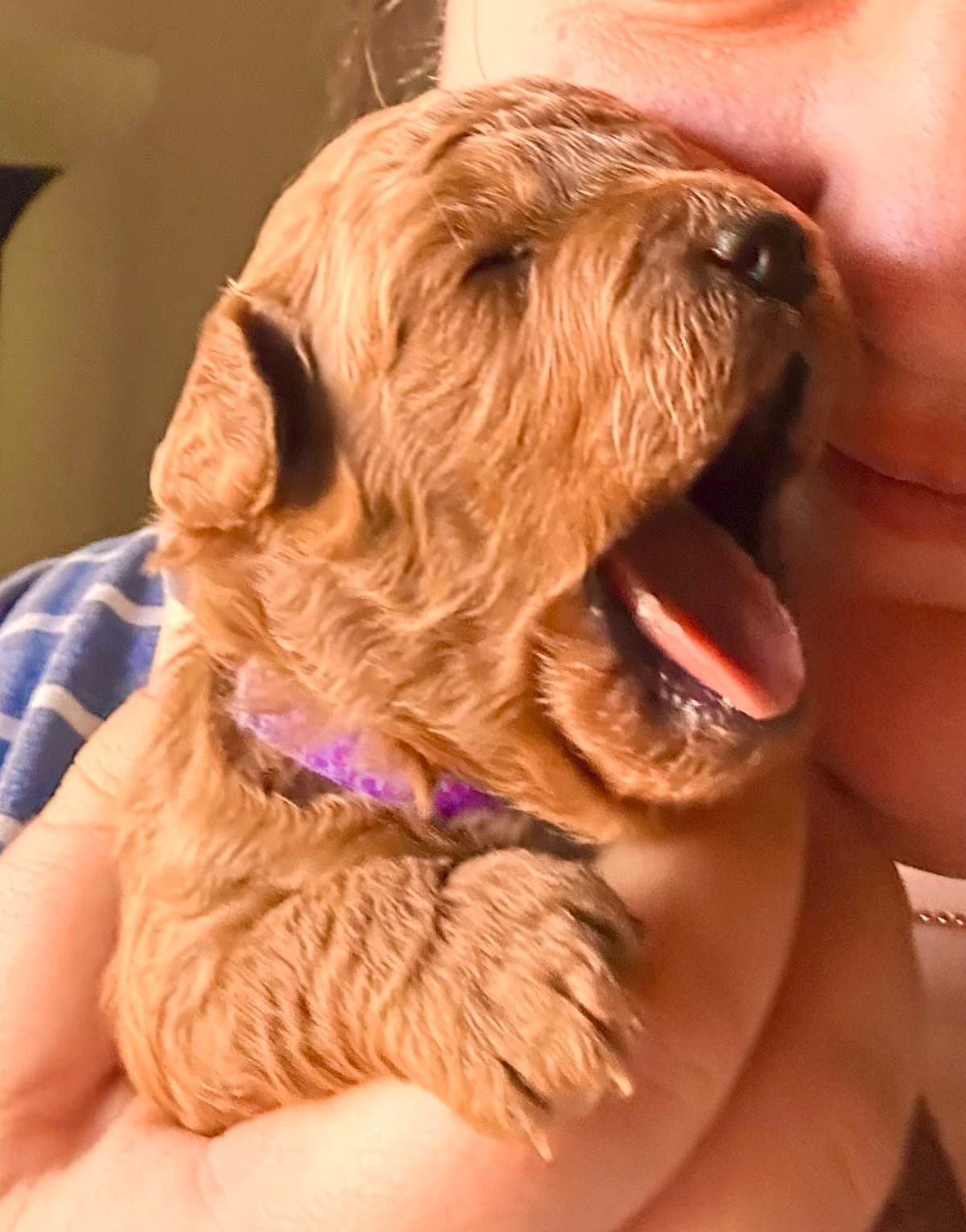 Toy Poodle Puppies breeder image 3