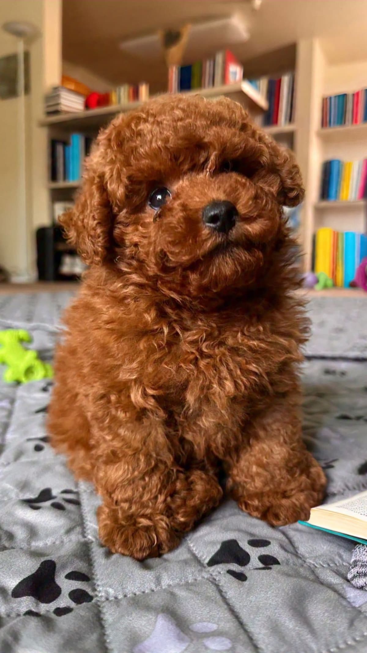 Toy Poodle Puppies breeder image 2