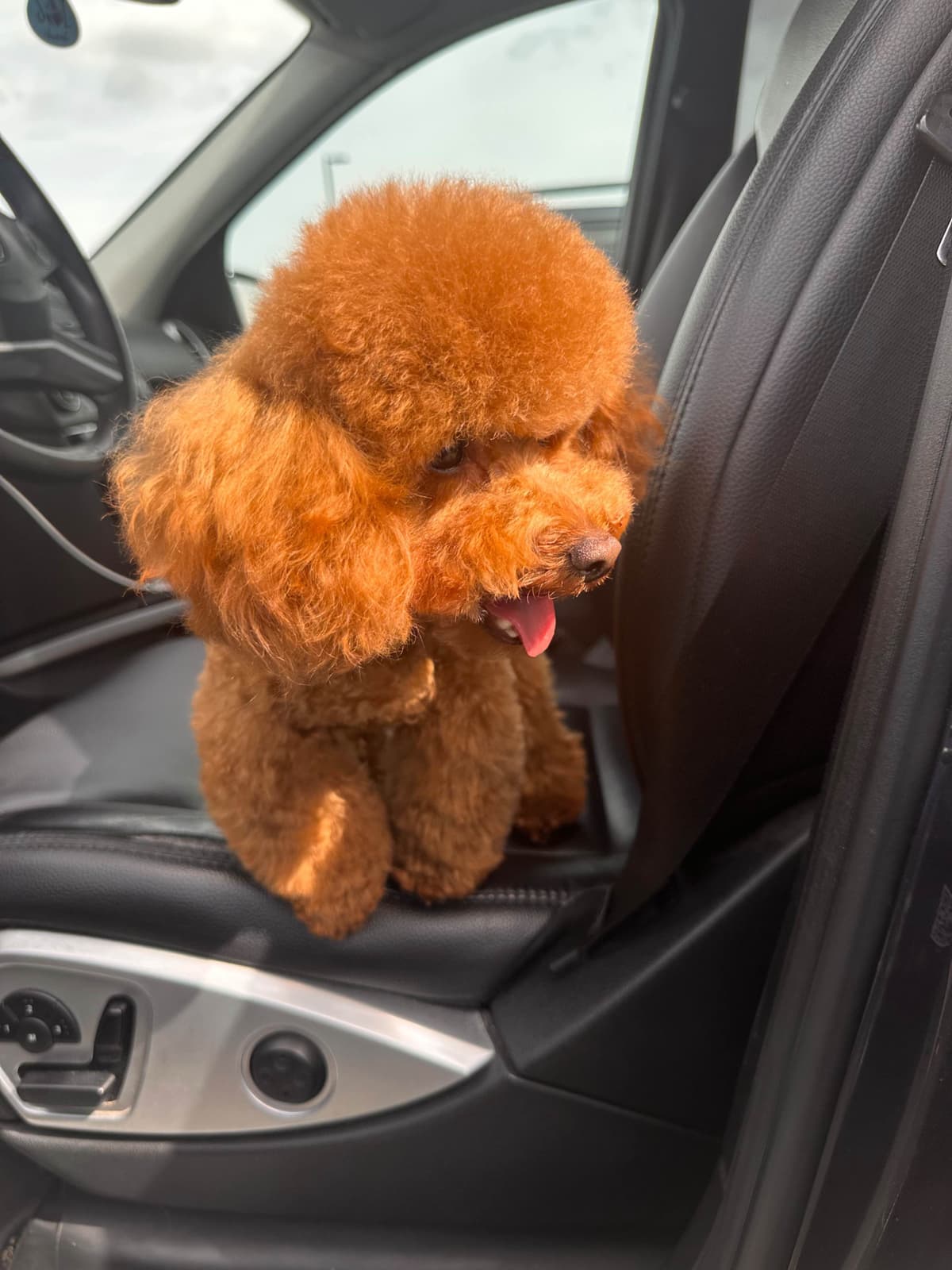 Toy Poodle Puppies breeder image 6