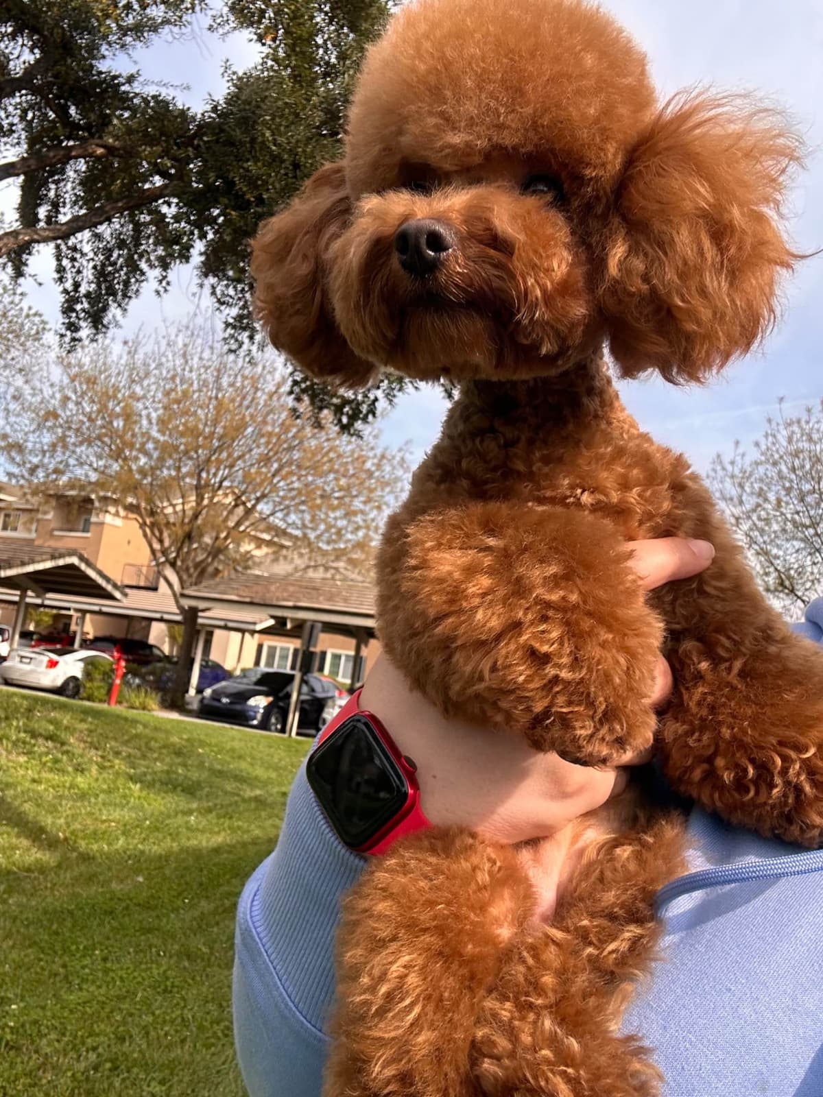 Toy Poodle Puppies breeder image 5
