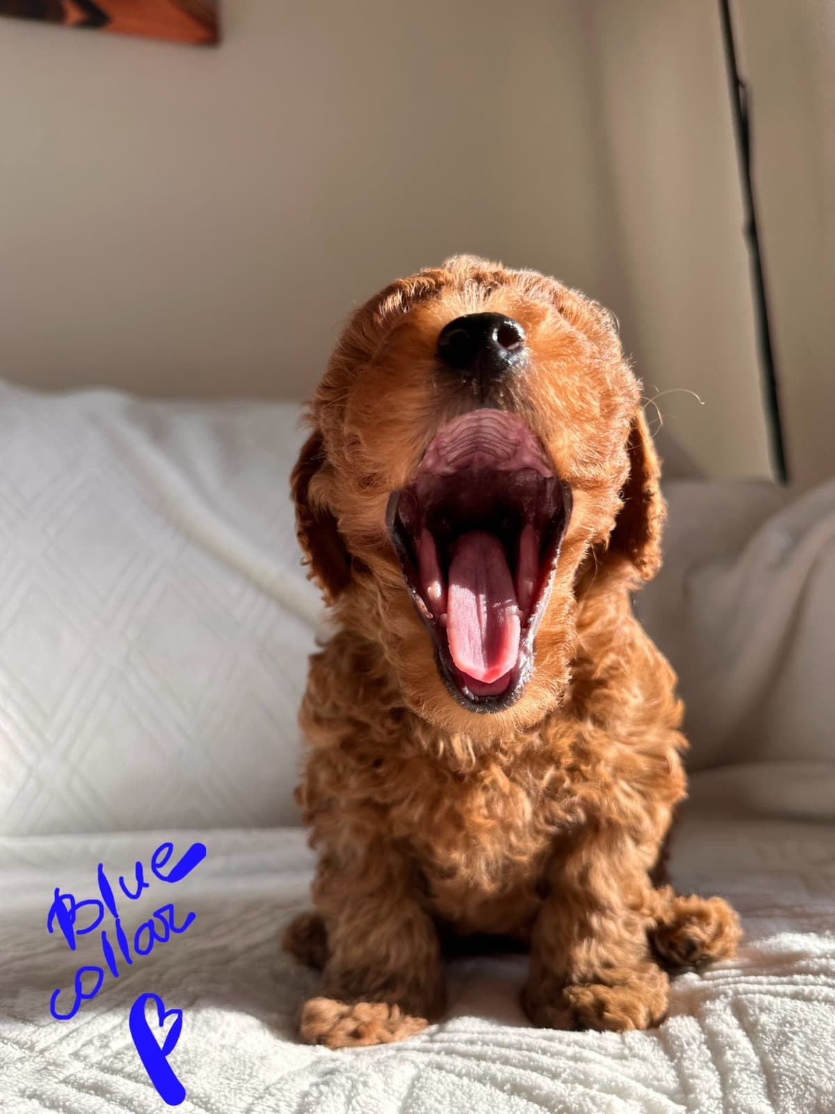 Toy Poodle Puppies breeder image 4