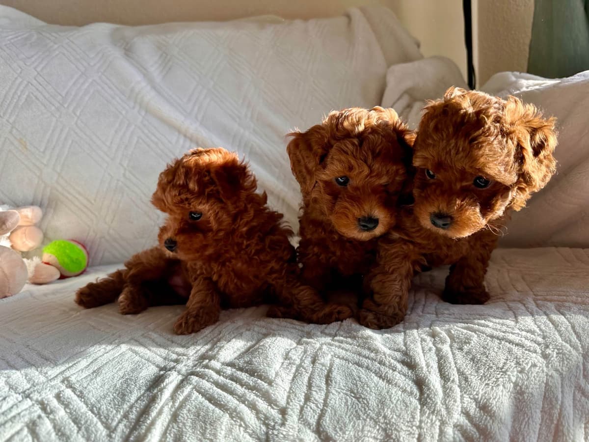 Toy Poodle Puppies breeder image 7