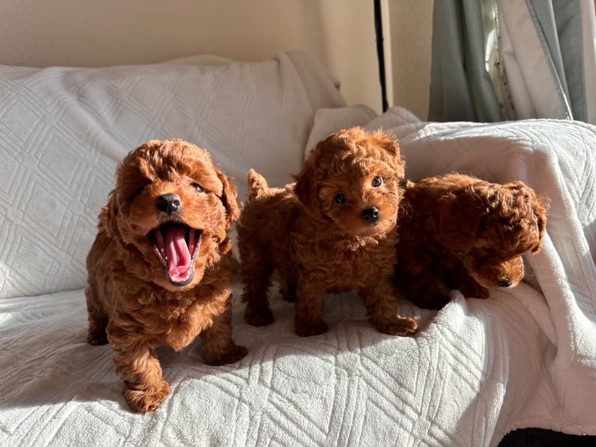 Toy Poodle Puppies breeder image 8