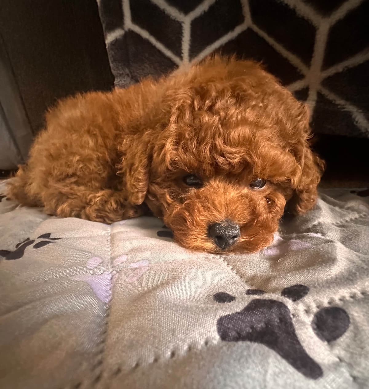 Toy Poodle Puppies breeder image 9