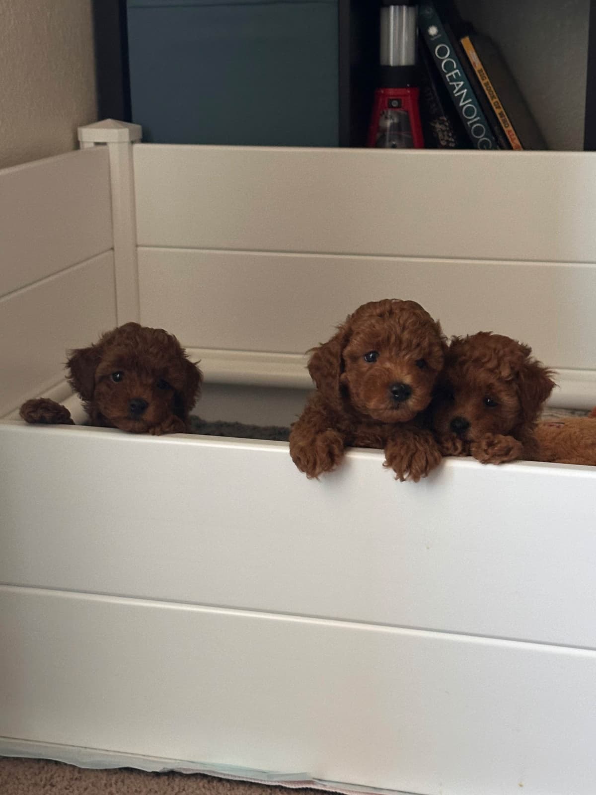 Toy Poodle Puppies breeder image 11