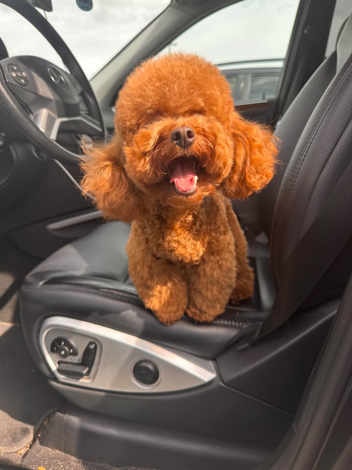 Toy Poodle Puppies breeder image 10