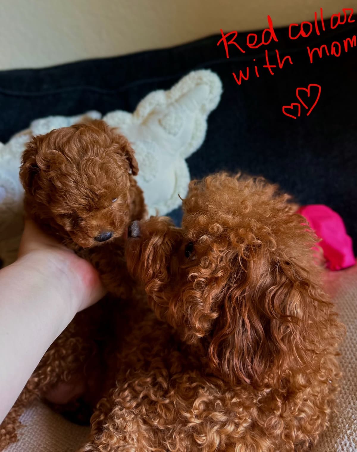 Toy Poodle Puppies breeder image 12