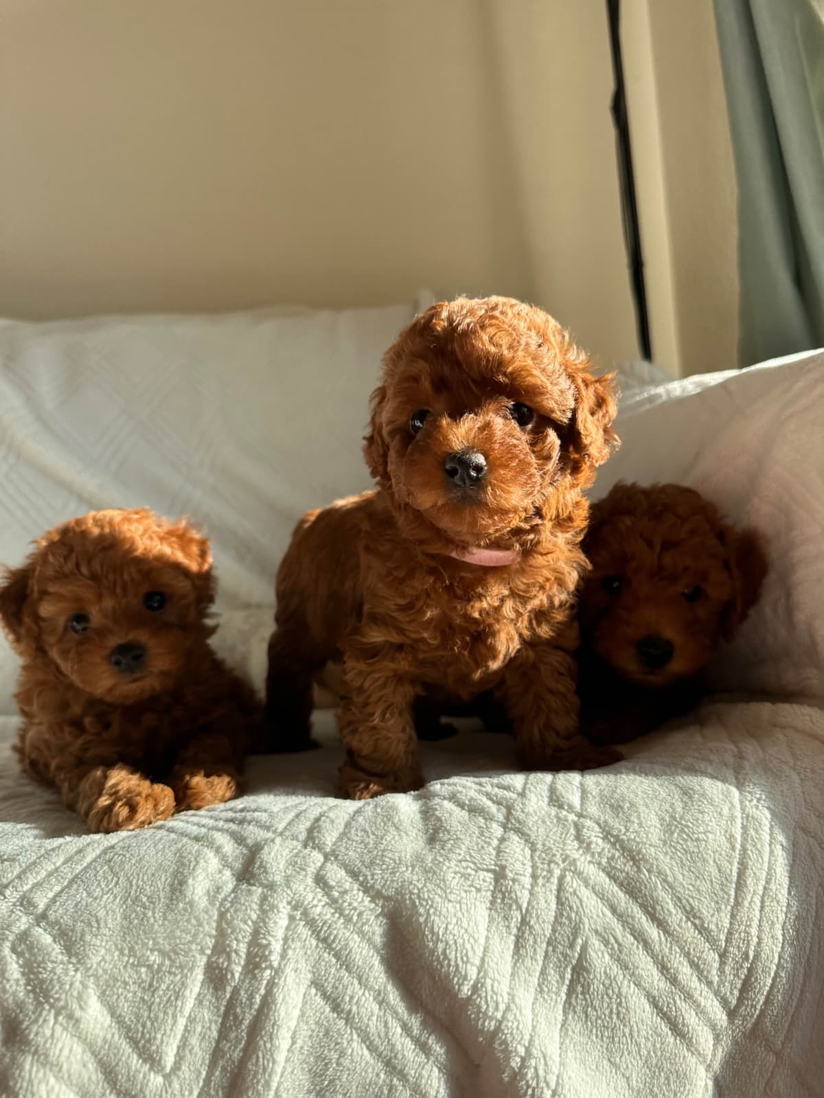 Toy Poodle Puppies breeder image 15
