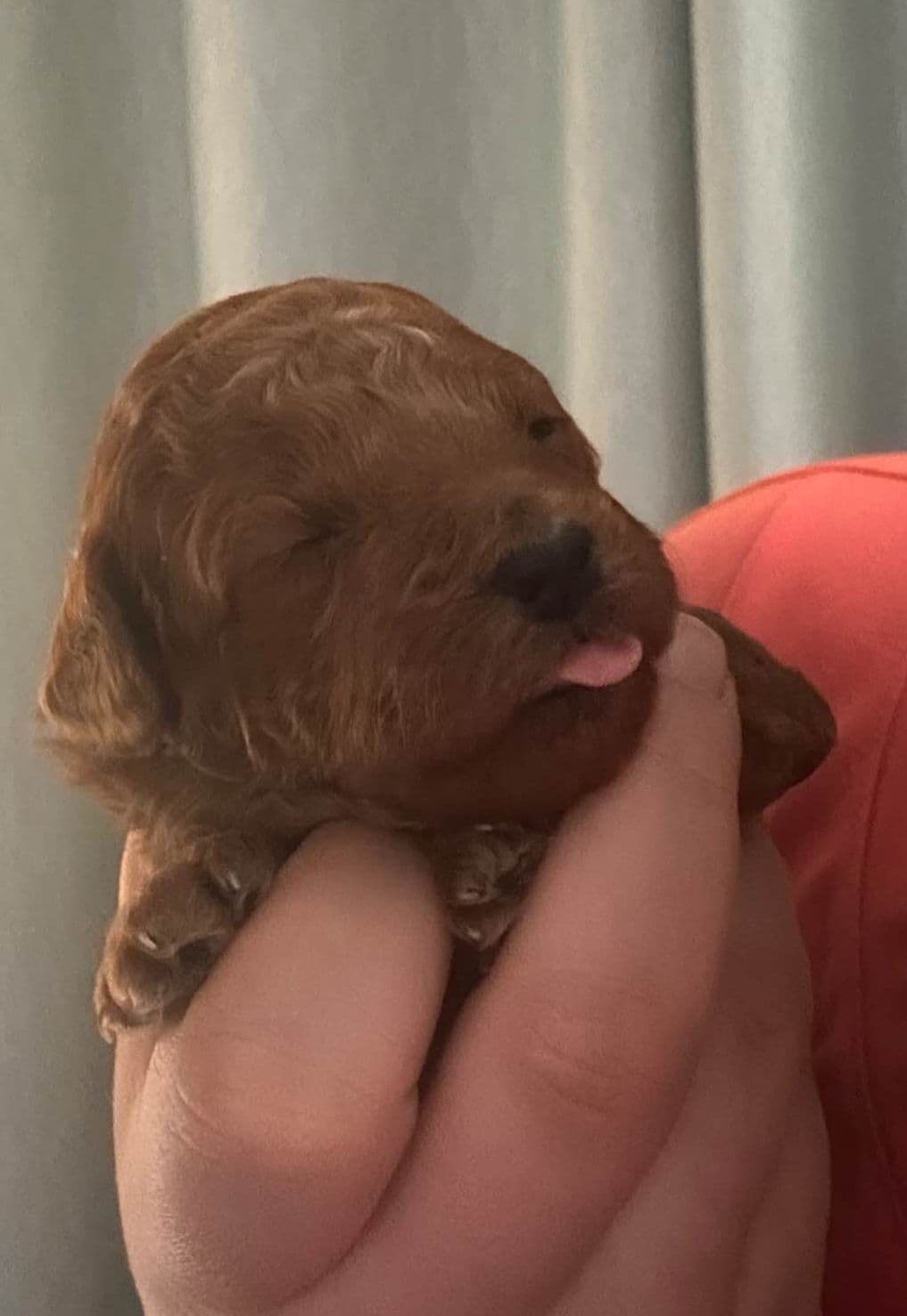 Toy Poodle Puppies breeder image 14