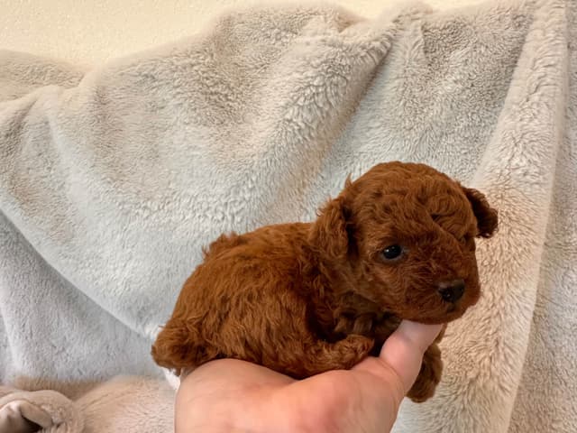 Toy Poodle Puppies media 2