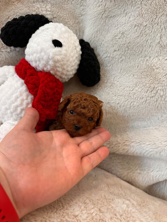 Toy Poodle Puppies media 3