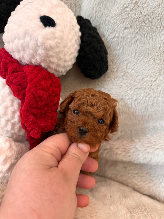 Toy Poodle Puppies media 4