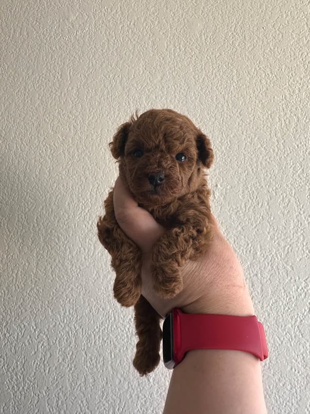 Toy Poodle Puppies media 5