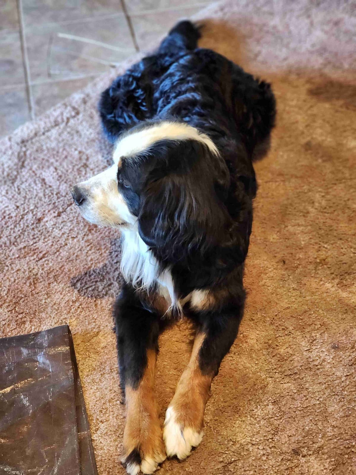 Idaho Ranch Raised Bernese Mountain Puppies | Exceptional Bloodlines breeder image 7