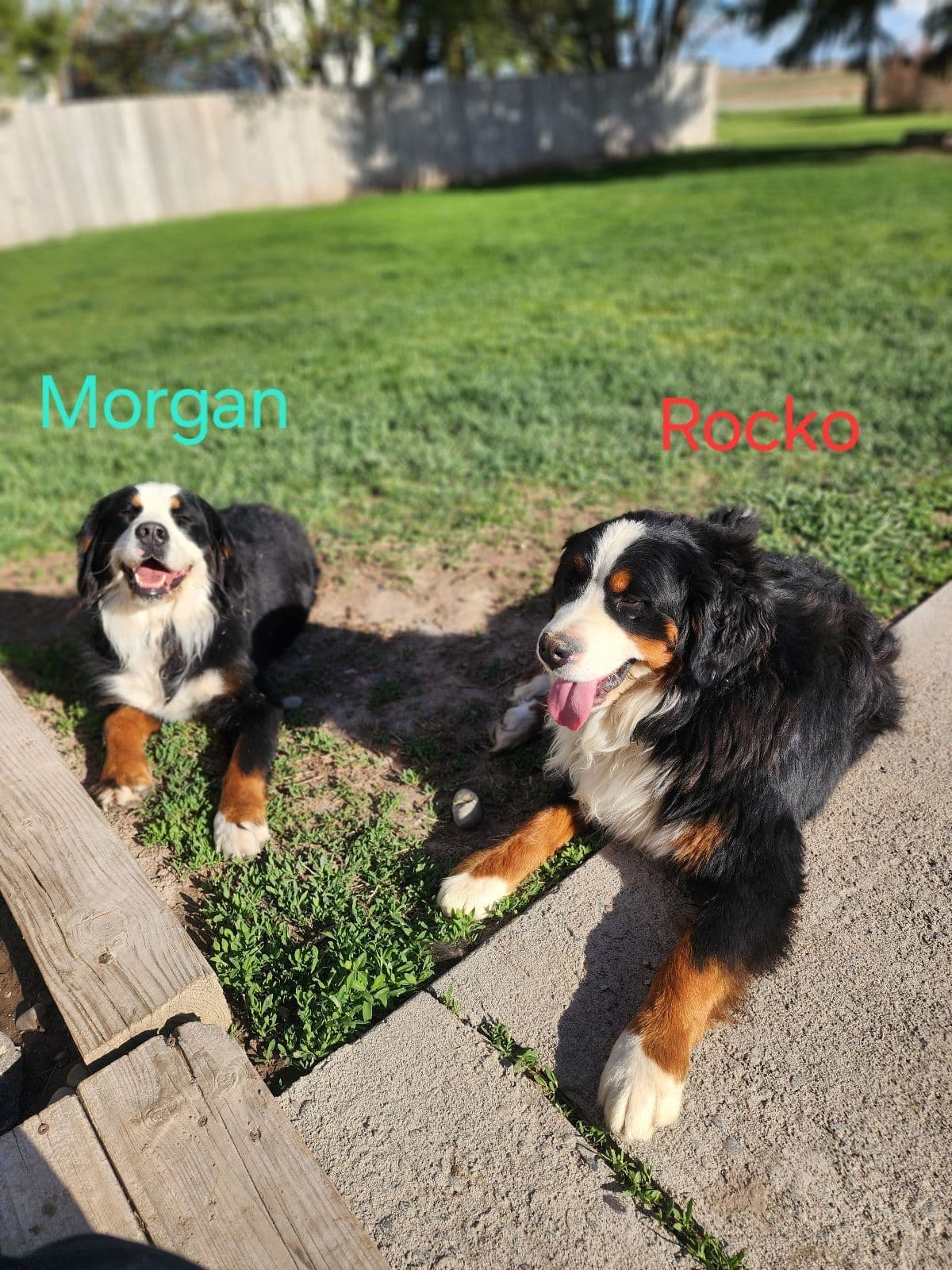 Idaho Ranch Raised Bernese Mountain Puppies | Exceptional Bloodlines breeder image 10