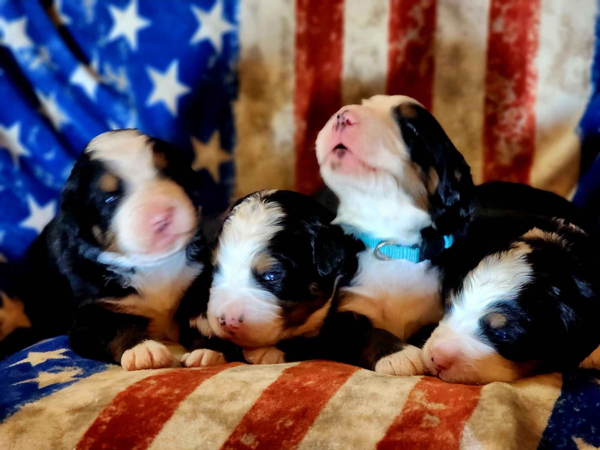 Idaho Ranch Raised Bernese Mountain Puppies | Exceptional Bloodlines breeder image 4