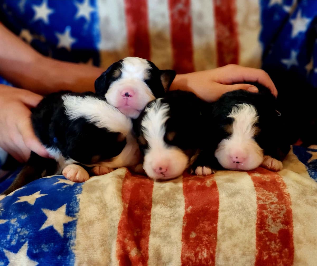 Idaho Ranch Raised Bernese Mountain Puppies | Exceptional Bloodlines breeder image 5